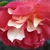 Galben-roșu - Trandafir pentru straturi Floribunda - Frenzy